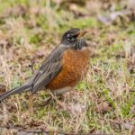 robin in northwest Georgia in the winter