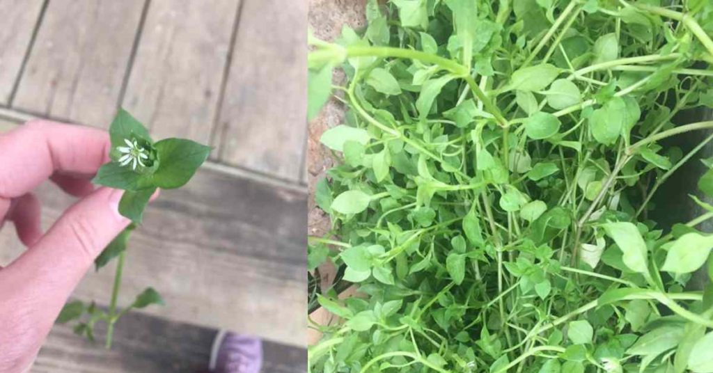 chickweed - a lesson in looking for the good