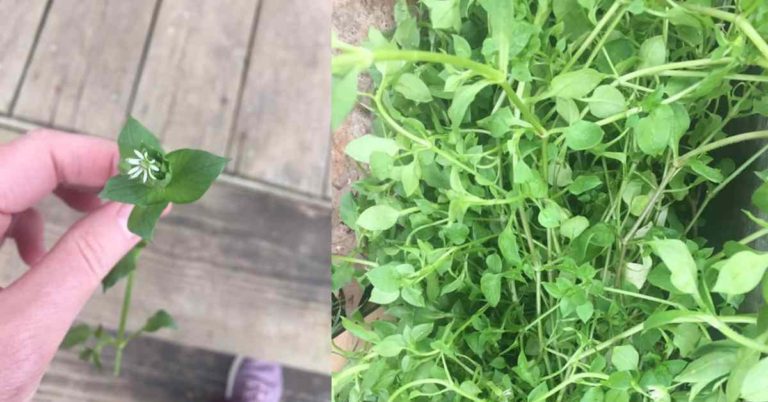 chickweed - a lesson in looking for the good
