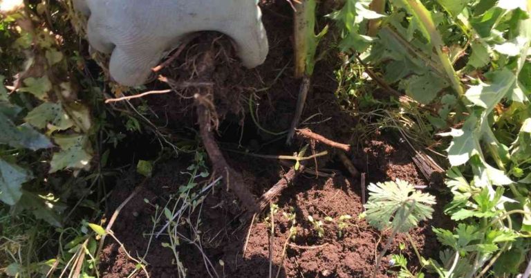Getting to the Root