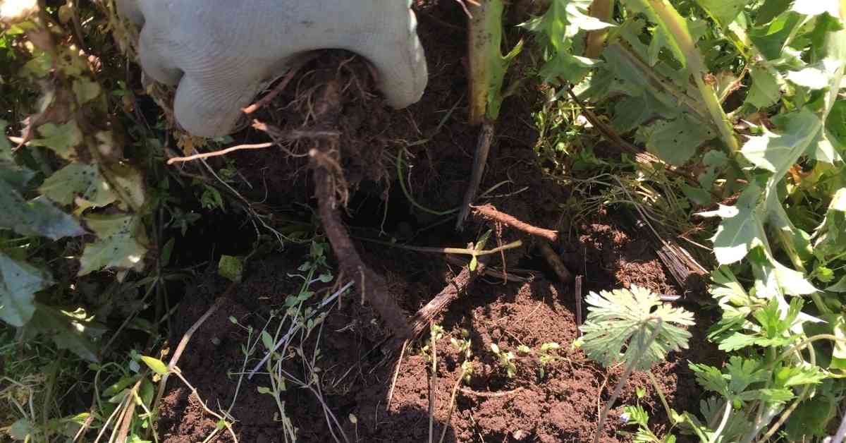 Getting to the Root
