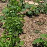 garden vision - back to eden gardening