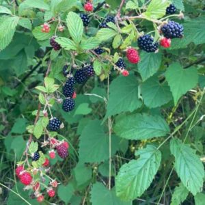 Wild Blackberries in Northwest Georgia