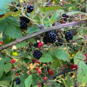 Wild Blackberries in Northwest Georgia