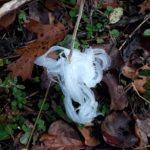 The delicate Frost Flower whorls on a crownbeard in Catoosa County -- Wildflower Spiral at Spirit Tree Farms