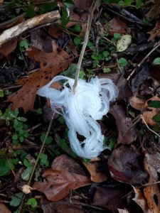 The delicate whorls of frost flowers on a crownbeard in Catoosa County -- Wildflower Spiral at Spirit Tree Farms